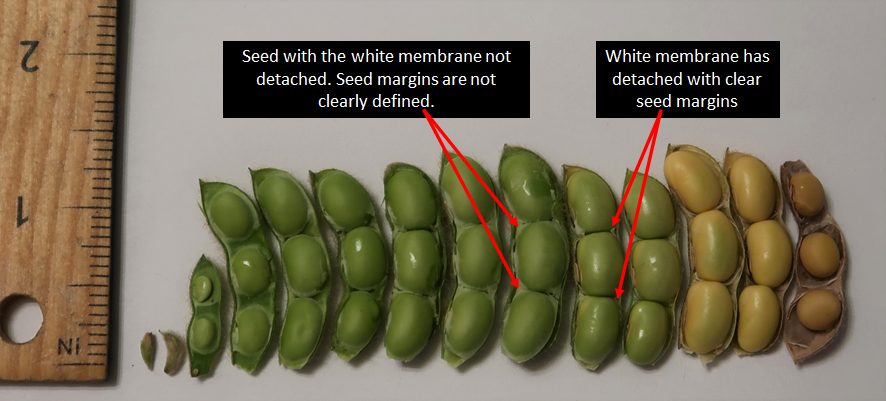 Seed progression with R65 descriptionpng